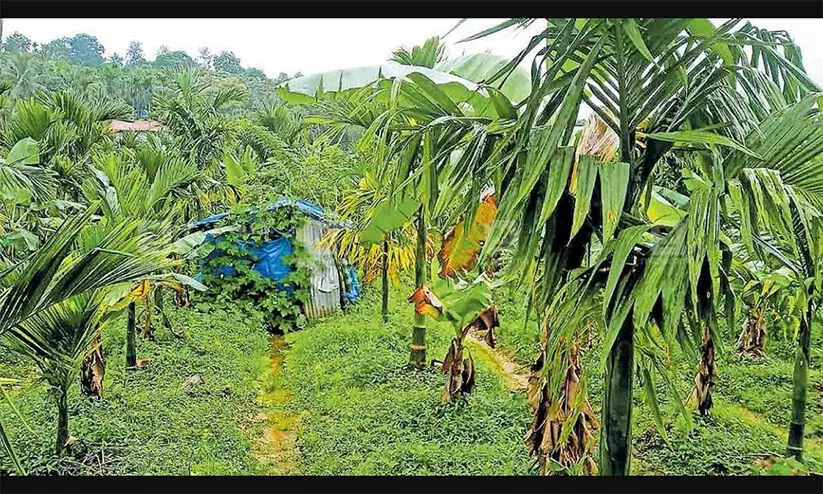 ഡബ്ല്യു.സി.എസ് പട്ടയഭൂമിയിലെ നിർമാണ നിരോധനം; നെ​ന്മേനി​യി​ൽ ഉ​ദ്യോ​ഗ​സ്ഥ വി​യോ​ജി​പ്പ് മ​റി​ക​ട​ന്ന് അ​നു​മ​തി ന​ൽ​കാ​ൻ ഭ​ര​ണസ​മി​തി തീ​രു​മാ​നം