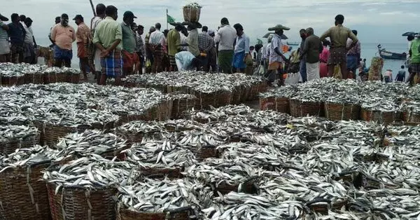 ചെറുമത്സ്യങ്ങളെ പിടിക്കുന്നതും വിൽക്കുന്നതും തടയണം -മത്സ്യത്തൊഴിലാളി ഐക്യവേദി