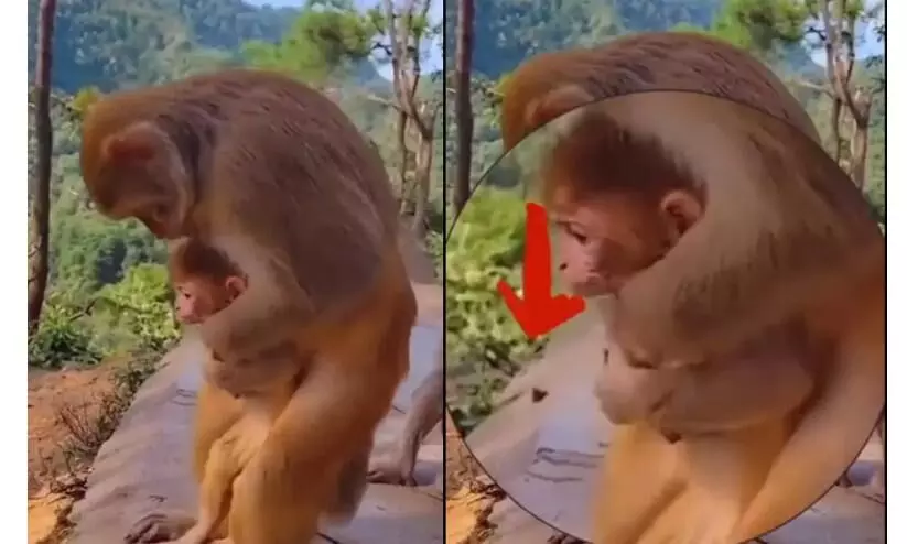 Watch: Monkey performs first aid procedure on baby, wins hearts online