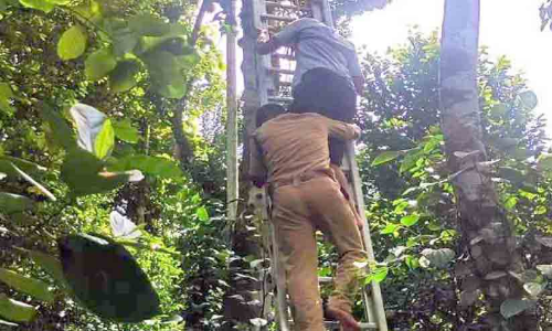 പ്ലാവിൽ കുടുങ്ങിയയാളെ അഗ്നിരക്ഷ സേന താഴെയിറക്കി