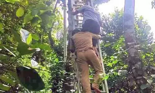 പ്ലാവിൽ കുടുങ്ങിയയാളെ അഗ്നിരക്ഷ സേന താഴെയിറക്കി