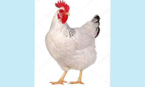 ഇറച്ചിക്കോഴി ഉൽപാദനം കൂട്ടും