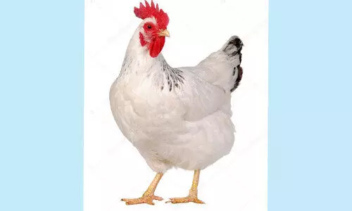 ഇറച്ചിക്കോഴി ഉൽപാദനം കൂട്ടും