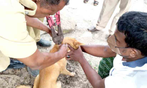 വളർത്തുനായുടെ വായിൽ കുടുങ്ങിയ ചങ്ങല അറുത്തുമാറ്റി വളർത്തുനായുടെ വായിൽ കുടുങ്ങിയ ചങ്ങല അറുത്തുമാറ്റി