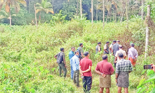 കടുവഭീതിയിൽ പുൽപള്ളി