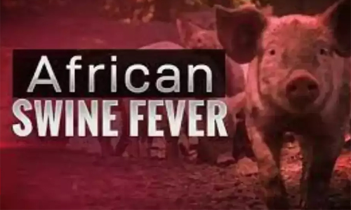 ആഫ്രിക്കൻ പന്നിപ്പനി: നഷ്ടപരിഹാരം തുച്ഛം