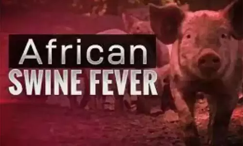 ആഫ്രിക്കൻ പന്നിപ്പനി: നഷ്ടപരിഹാരം തുച്ഛം