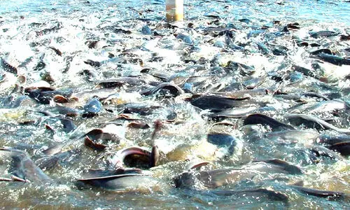 പണവും രുചിയും; മുറ്റ​ത്തൊരുക്കാം മീൻകുളം