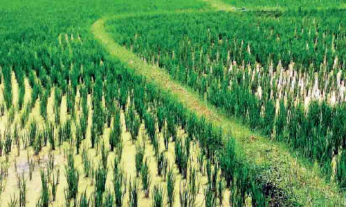 നെ​ൽ​കൃ​ഷി​യി​ൽ വ്യാ​പ​ക പു​ഴു​ക്കേ​ട്