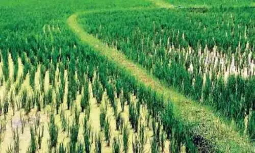 നെ​ൽ​കൃ​ഷി​യി​ൽ വ്യാ​പ​ക പു​ഴു​ക്കേ​ട്