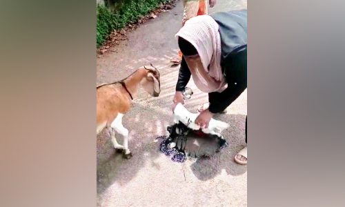 ടാറിൽ വീണ ആട്ടിൻകുട്ടിക്ക് യുവതി തുണയായി