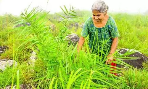 ഇലവീഴാപ്പൂഞ്ചിറയിലെ പുല്ലിൽ തളിർക്കുന്നു; താഴ്വരയിലെ ​ജീവിതങ്ങൾ