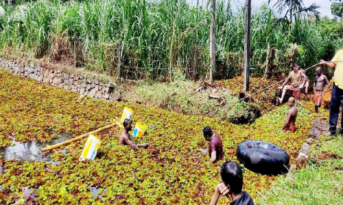 നാ​ട്ടു​കാ​ര്‍ ഇ​റ​ങ്ങി, പു​ല്ലാ​യി​കു​ളം ക്ലീ​ന്‍.... ക്ലീ​ന്‍