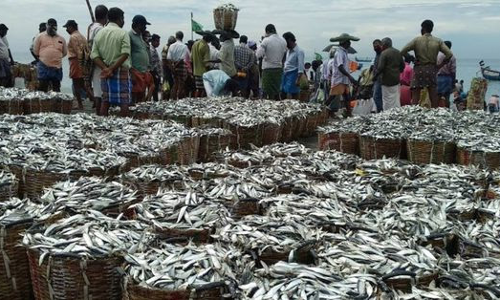 ചെറുമത്സ്യങ്ങളെ പിടിക്കുന്നതും വിൽക്കുന്നതും തടയണം -മത്സ്യത്തൊഴിലാളി ഐക്യവേദി