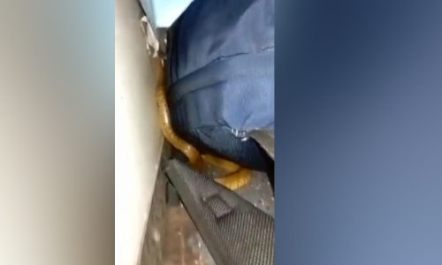 ട്രെയിനിൽ പാമ്പ്, അരിച്ചുപെറുക്കിയിട്ടും കണ്ടെത്താനാവാതെ തുടർയാത്ര