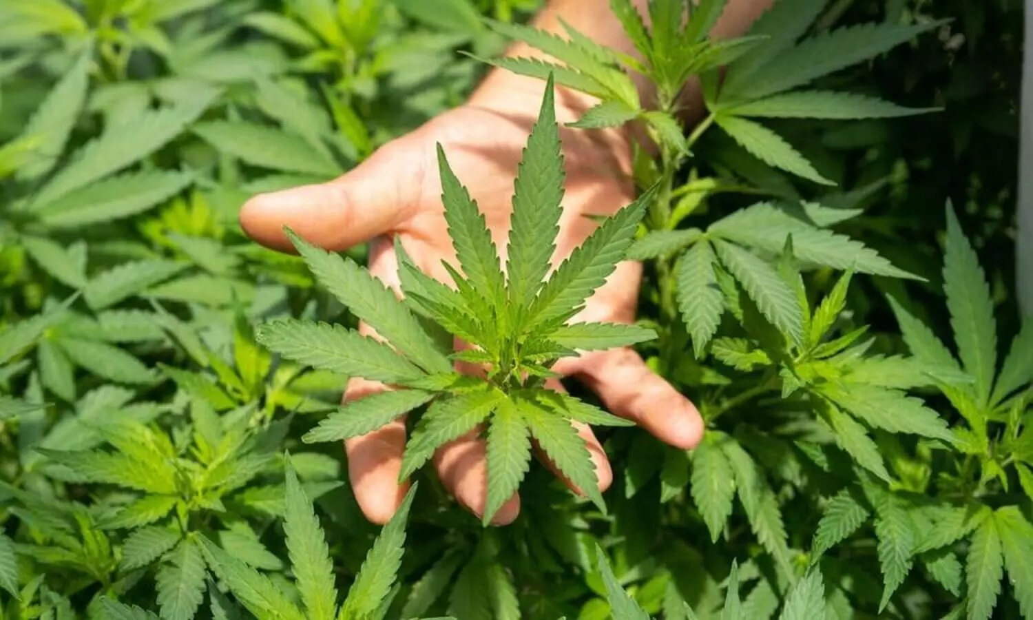 വീട്ടിൽ കഞ്ചാവ് സൂക്ഷിച്ചതിന് വീട്ടമ്മയ്ക്കെതിരെ കേസ്