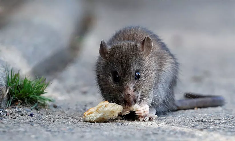 വേണം കരുതൽ; എലിപ്പനി മരണം, ഇരിങ്ങാലക്കുട നഗരസഭയിൽ അടിയന്തര യോഗം