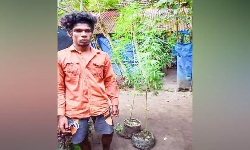 വീട്ടില് കഞ്ചാവ് ചെടികള് ഓമനിച്ചു വളര്ത്തിയ യുവാവ് പിടിയില് വീട്ടില് കഞ്ചാവ് ചെടികള് ഓമനിച്ചു വളര്ത്തിയ യുവാവ് പിടിയില്
