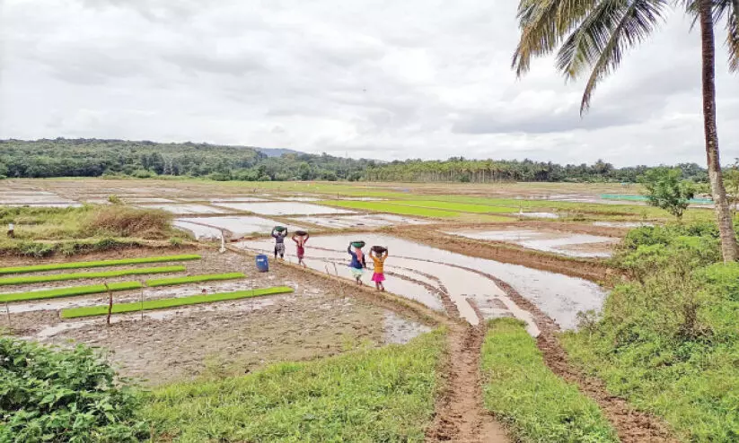 കൃഷിത്തിരക്കിൽ നെൽകർഷകർ