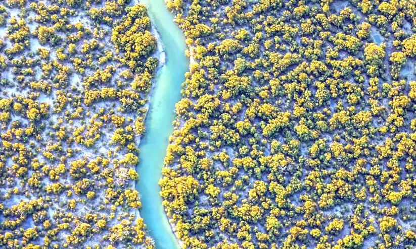 ഖത്തറിന്‍റെ പരിസ്ഥിതി പ്രതിഭാസമായി കണ്ടൽക്കാടുകൾ