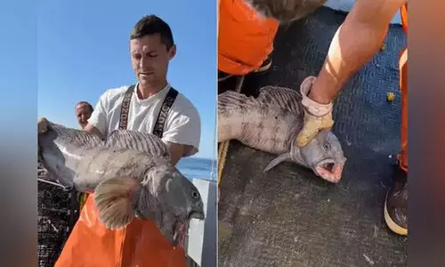 വലിയ വായിൽ അലറുന്ന രാക്ഷസ മത്സ്യം; മത്സ്യത്തൊഴിലാളി പങ്കുവെച്ച വിഡിയോ വൈറൽ