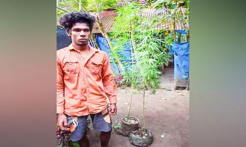 വീട്ടില്‍ കഞ്ചാവ് ചെടികള്‍ ഓമനിച്ചു വളര്‍ത്തിയ യുവാവ് പിടിയില്‍