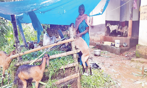 വെ​ളി​ച്ചി​ക്ക് ആ​ട് വ​ള​ർ​ത്ത​ൽ ആ​ന​ന്ദ​വും ഒ​പ്പം വ​രു​മാ​ന​വും