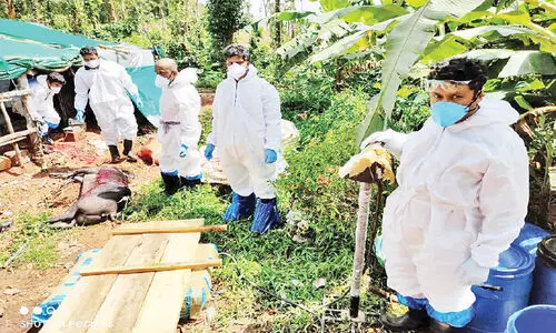 ആഫ്രിക്കൻ പന്നിപ്പനി; പന്നികളെ കൊന്നൊടുക്കൽ പൂർത്തിയായി