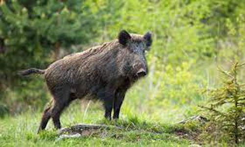 കാട്ടുപന്നി കുറുകെ ചാടി; ബൈക്ക് മറിഞ്ഞ് യുവാവിന് പരിക്ക് കാട്ടുപന്നി കുറുകെ ചാടി; ബൈക്ക് മറിഞ്ഞ് യുവാവിന് പരിക്ക്