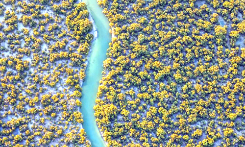 ഖത്തറിന്‍റെ പരിസ്ഥിതി പ്രതിഭാസമായി കണ്ടൽക്കാടുകൾ