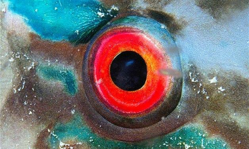 കാട്ടുമീൻ