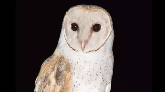 Barn owl Barn owl