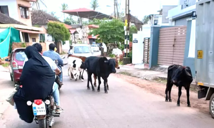 കാടല്ല, കാലികൾ മേയുന്ന റോഡ്