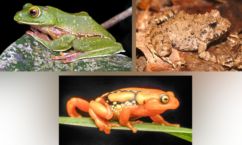 മൂന്നാർ വന്യജീവി സങ്കേതത്തിൽ 60 ഉഭയജീവികൾ, 74 ഉരഗങ്ങൾ മൂന്നാർ വന്യജീവി സങ്കേതത്തിൽ 60 ഉഭയജീവികൾ, 74 ഉരഗങ്ങൾ