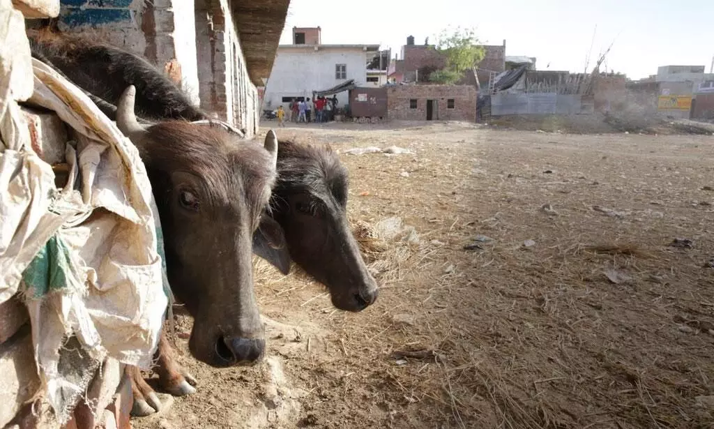 ഇനിയും തുറക്കാതെ കുന്നുകുഴി അറവുശാല