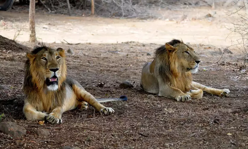 In Pakistan, you can buy lions at cheaper rates than buffaloes