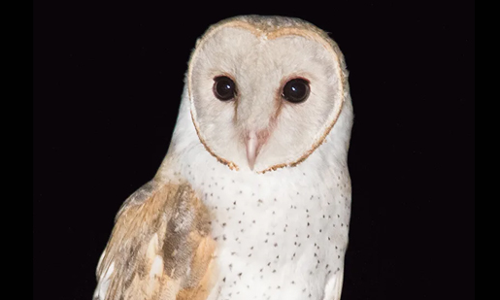Barn owl