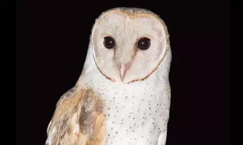 Barn owl