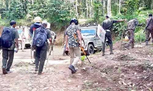 ചേപ്പിലയിൽ കടു​വയെ കണ്ടെത്തി