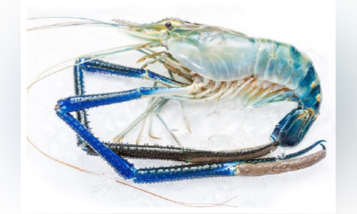 ആറ്റുകൊഞ്ച് അന്യമാകുന്നു; നിരാശയിൽ ഉൾനാടൻ മത്സ്യമേഖല