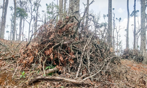 ഏല കൃഷിയുടെ മറവിൽ വന നശീകരണം;  3500 മരങ്ങളുടെ മേൽഭാഗം മുറിച്ചുമാറ്റി