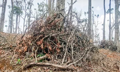 ഏല കൃഷിയുടെ മറവിൽ വന നശീകരണം;  3500 മരങ്ങളുടെ മേൽഭാഗം മുറിച്ചുമാറ്റി