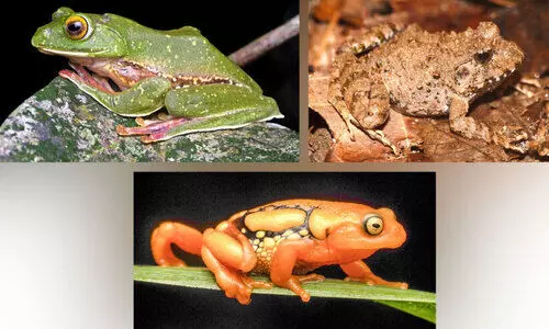 മൂന്നാർ വന്യജീവി സ​ങ്കേതത്തിൽ​ 60 ഉഭയജീവികൾ, 74 ഉരഗങ്ങൾ