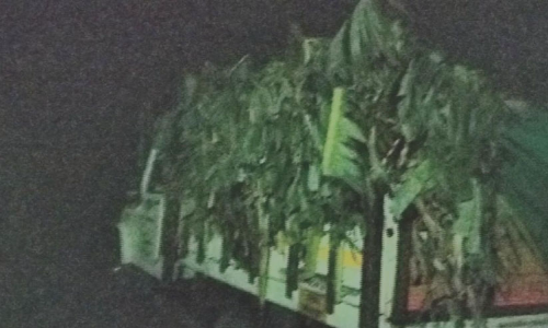 രാത്രിയുടെ മറവിൽ പന്നി കടത്ത്; വാഹനം പിന്തുടർന്ന് പിടികൂടി