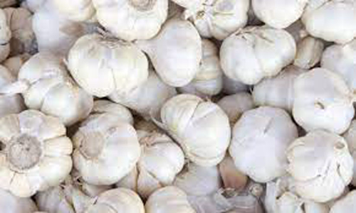 വില കുറഞ്ഞു; വെളുത്തുള്ളി കർഷകർ ദുരിതത്തിൽ വില കുറഞ്ഞു; വെളുത്തുള്ളി കർഷകർ ദുരിതത്തിൽ