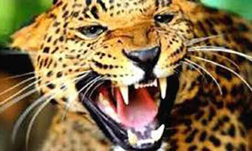 വളർത്തുനായെ പുലി കൊന്നു