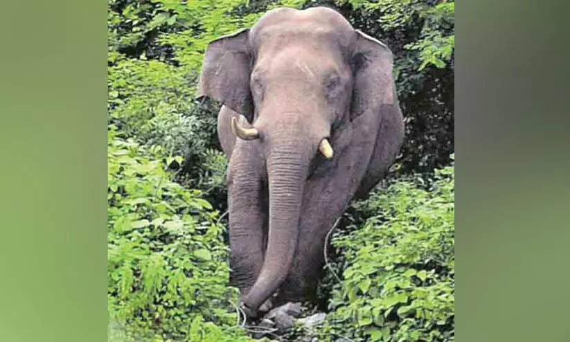 കാട്ടാന ശല്യം: അട്ടപ്പാടിയിൽ മൂന്ന് പഞ്ചായത്തുകളിലും ആർ.ആർ.ടി ഫോഴ്സ് കാട്ടാന ശല്യം: അട്ടപ്പാടിയിൽ മൂന്ന് പഞ്ചായത്തുകളിലും ആർ.ആർ.ടി ഫോഴ്സ്