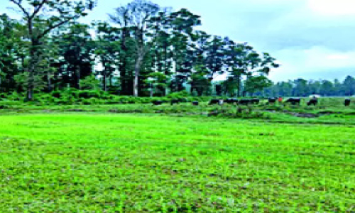 സംസ്ഥാന മന്ത്രിസഭ തീരുമാനം പ്രഹസനമായി സംസ്ഥാന മന്ത്രിസഭ തീരുമാനം പ്രഹസനമായി