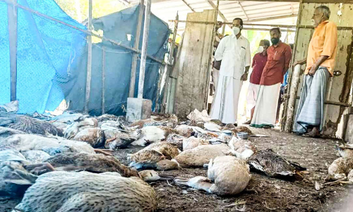 150ഓളം താറാവുകളെ തെരുവുനായ്ക്കള്‍ കൊന്നു