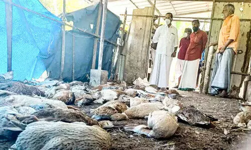 150ഓളം താറാവുകളെ തെരുവുനായ്ക്കള്‍ കൊന്നു